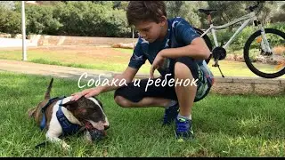 Собака и ребенок #бультерьер #pets #bullterrier #dog #dog #ребенок #fyp #viralvideo