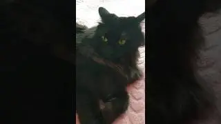 Идеальная женщина #юмор #кошки #приколы