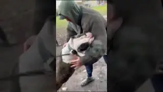 Powerful Protection Dog