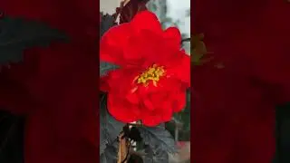 Бегония красивая 🌺☘️ комнатный цветок / Begonia is beautiful 🌺☘️ indoor flower