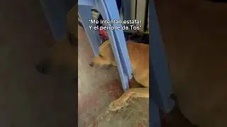 Es un perro o un pato ?