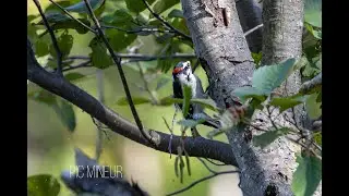 Pic mineur, Rivière Shawinigan