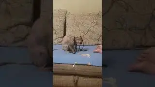 Кошка-дура.