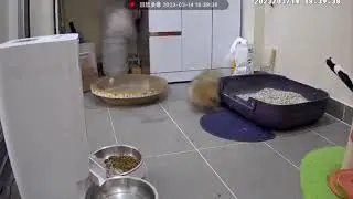 《別人家的貓咪跟你家的貓咪》敏捷點滿的貓咪