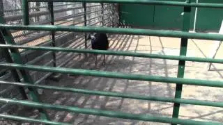 Dubai ZOO