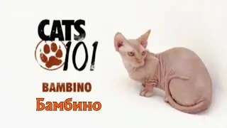 Кошка бамбино 101kote.ru Bambino 101cats