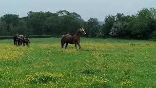 Farting