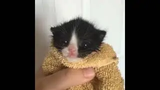 Пять пачек! 