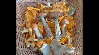 Грибы есть! Лисичек море..Начинается новый слой.... Маслята, подосиновики и конечно белые!
