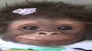 Кайфот хохма