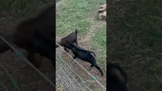 Goat fight! Have you ever seen one?!?