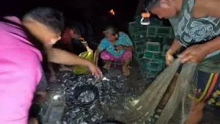 HARVEST NG ALIMANGO SA FISHPOND PERU TILAPIA ANG NA HARVEST