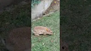 ЗОЛОТАЯ ОСЕНЬ. ПРИРОДА И ФОНТАНЫ.