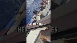 Good Size Tuna Hitting the deck