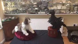 Robot conversation! Tibbles the CatDroid and Hugi the RoboRaven have a little chat.