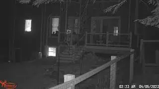 Bear in the yard