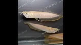 Арована серебряная альбинос (Osteoglossum bicirrhosum)