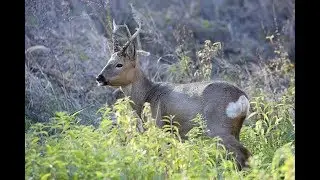 ОХОТА С ПОДХОДА ОСЕНЬЮ НА КОСУЛЮ