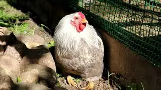 Growing chickens in an outdoor enclosure. Mini-meat, dwarf Wyandottes, Marans.