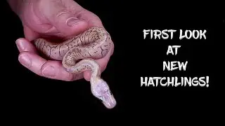First Look at New Ball Python Hatchlings!