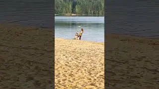 АО Райда - фризби рассветное, вольт, барьер, флип #dogtricks #doglife #doglover