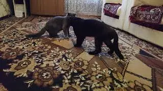 Коты драчуны
