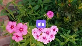 O Mérito Não foi de Israel, Deuteronômio 9:1-6