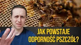 Na czym polega odporność pszczół ?