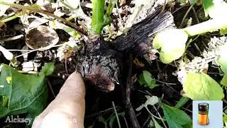 Прививка  винограда, зелёное в зелёное,Vaccine grapes, green to green