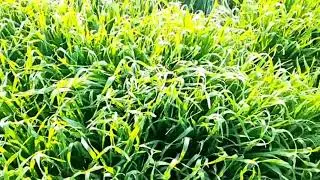 stress relief | green wheat field | green field