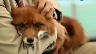 В мире животных МУРЕНЫ