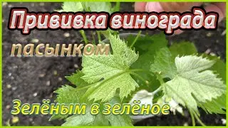 Как легко прививается виноград, зеленым в зеленое.