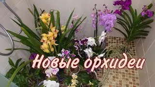 Новые орхидеи. Цимбидиум. Ванда. Онцидиум. Фаленопсисы.