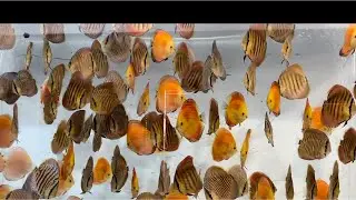 Flood! The aquarium burst. How many fish died? ADC News 05/01/2024