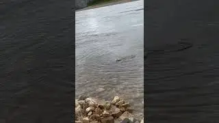 Таймени реки Котуй