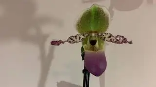 Paphiopedilum Liemianum - Orchid