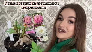 Проращивание георгинов ДВУМЯ способами❗️Размножение и раннее цветение 🌸