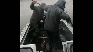 Клев сазана один за другим на жмых