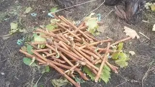 Самарская область с Узюково растёт виноград