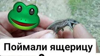 ПОЙМАЛИ ЯЩЕРИЦУ! Отпускаем, и как определить пол???