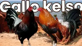 gallo kelso