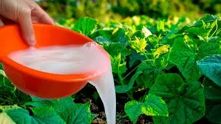 1 Cup and Even dead cucumbers, tomatoes, will instantly grow and will not get sick, increase the yie