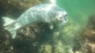 Фридайвинг во Владивостоке / Freediving in Vladivostok (Far East of Russia)