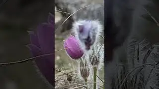 сон-трава #shorts #nature #nature #flowers