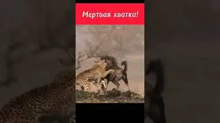 #animals #shortsvideo #animal #nature #wildlife #шортс #шортс2023