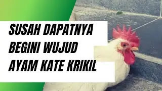 Susah Dapatnya Ini Salah Satu Wujud Ayam Kate Krikil | Update Stok Ayam Kate Ceper Temblok Menceng