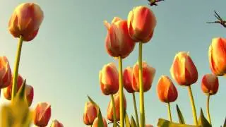 (Surat Al-Mulk) -  سورة الملك