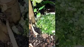 Terrário Bioativo - Phelsuma lineata - day gecko