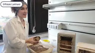 PoshBee PhD student working with wild bees  (video by Palak Lakhani Official)
