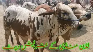 Fresh Reat Of Ludan Cattle Markit